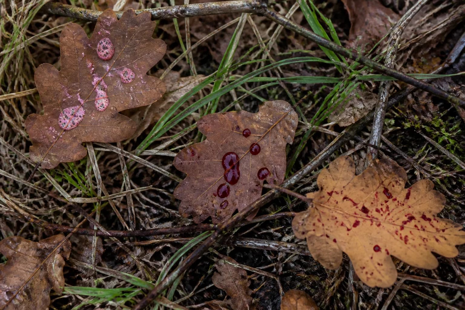 Deer blood color and pattern field guide