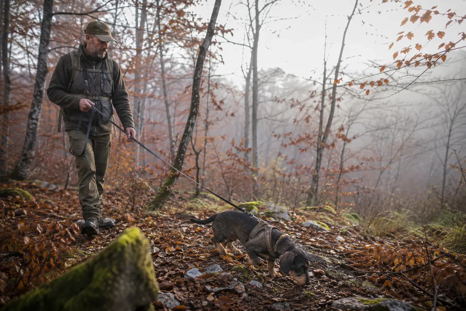 Handler guiding a leashed wirehaired dachshund on a deer recovery trail in a misty autumn forest