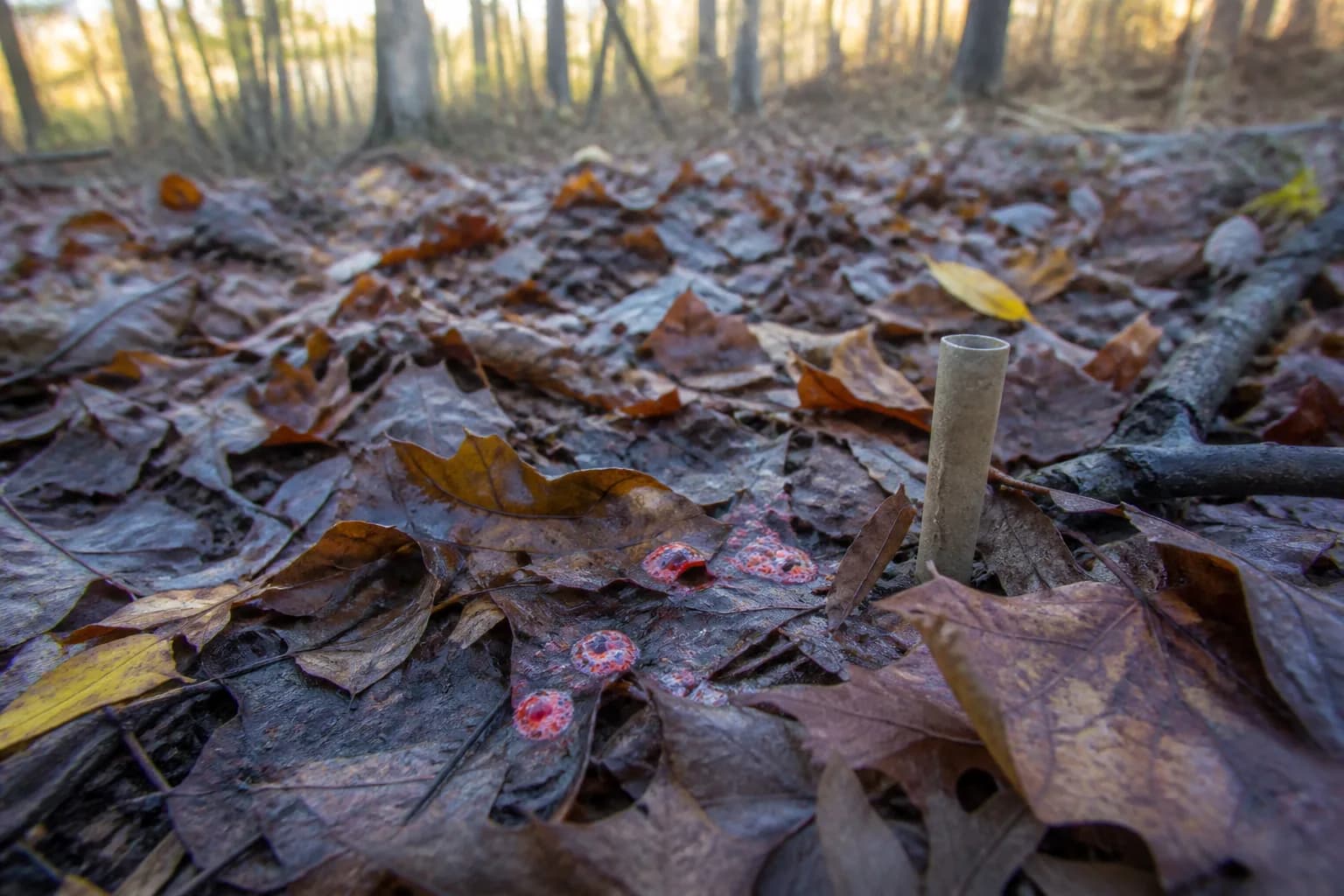 Pink frothy blood droplets on wet autumn leaves beside a trail marker
